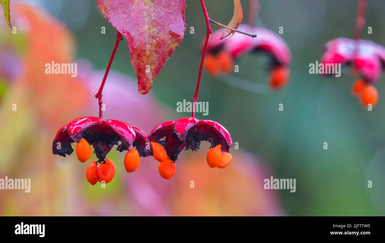 Euonymus planipes in the Valley Garden at Aberglasney Stock Photo