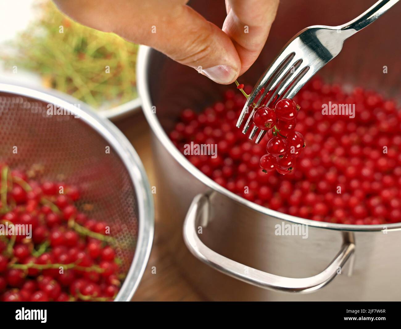 hand removes red ripe currants berries from the stalk with a fork, close up of preperation of home growed fruits for desserts or jams Stock Photo