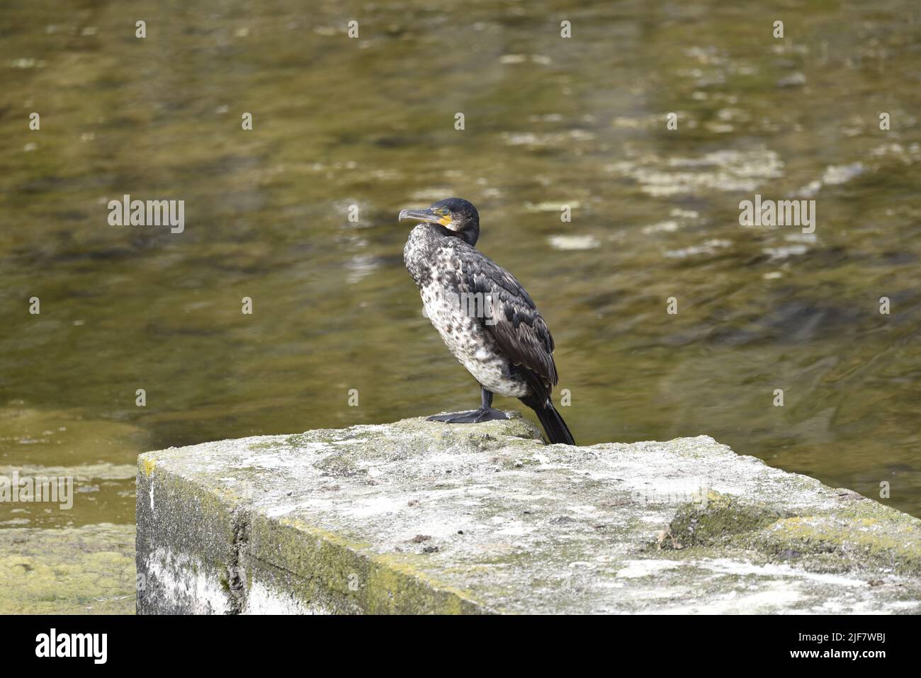 Immature Great Cormorant (Phalacrocorax carbo) Perched in Left-Profile on the Edge of a Concrete Platform on a Lake in the Sun with Wings Closed, UK Stock Photo