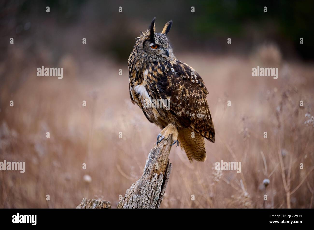 Great Horned Owl (Bubo virginianus) perched on tree trunk. Hunting field mice Stock Photo