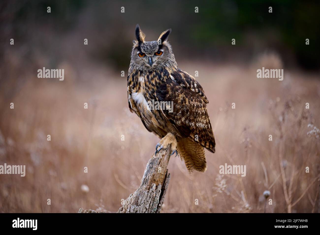 Great Horned Owl (Bubo virginianus) perched on tree trunk. Hunting field mice Stock Photo