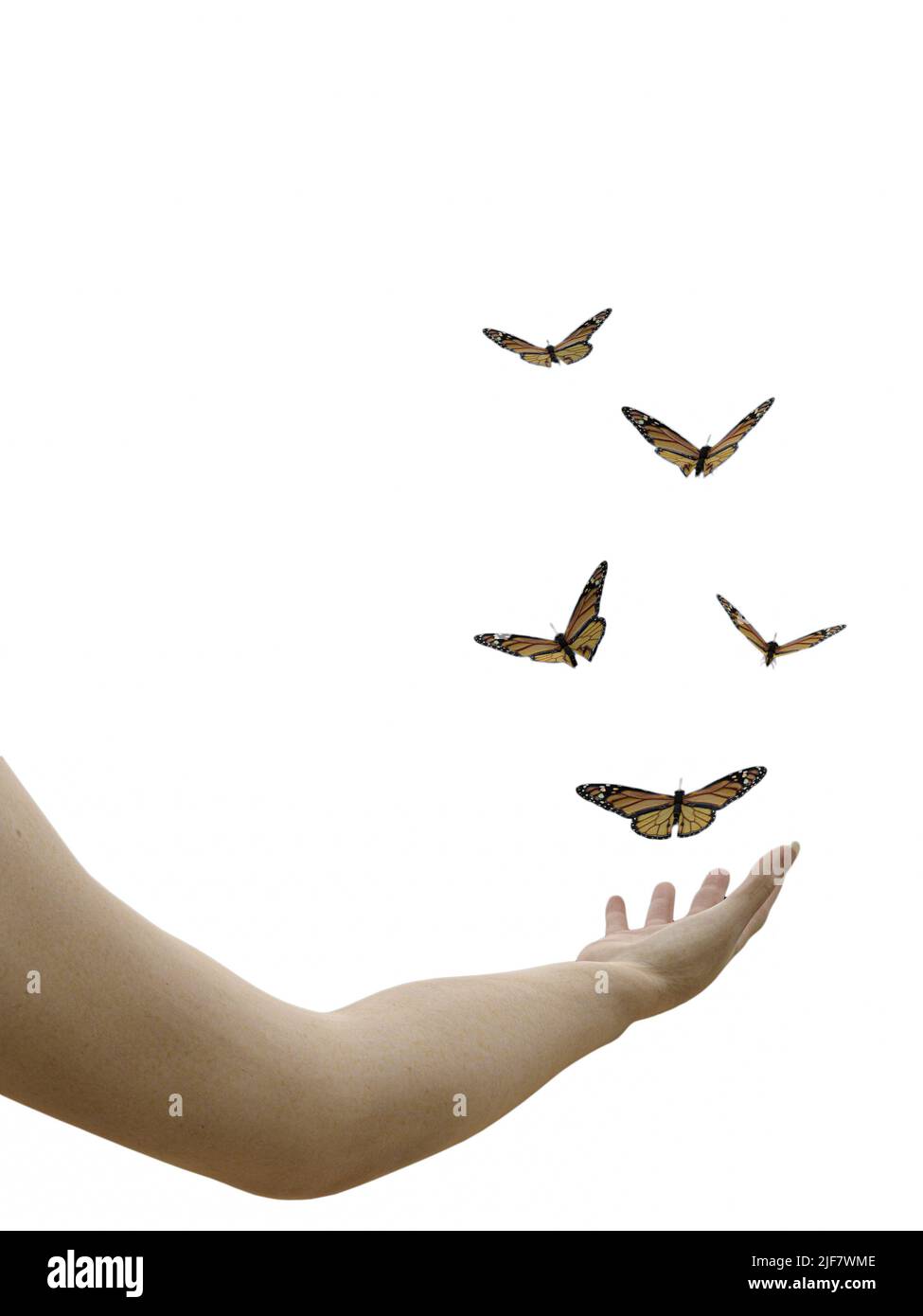 butterflies isolated on white background 3d illustration Stock Photo ...