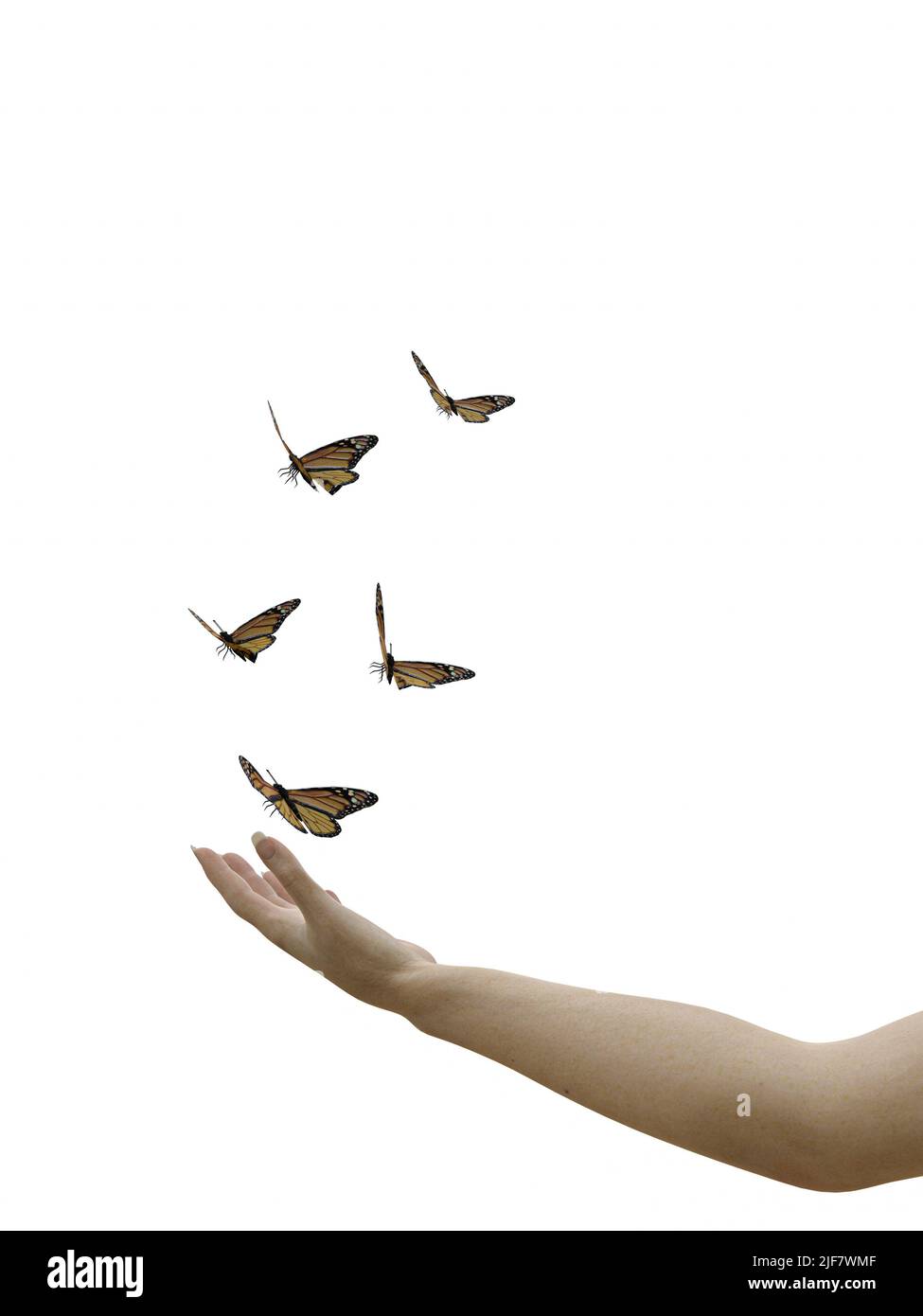 butterflies isolated on white background 3d illustration Stock Photo ...
