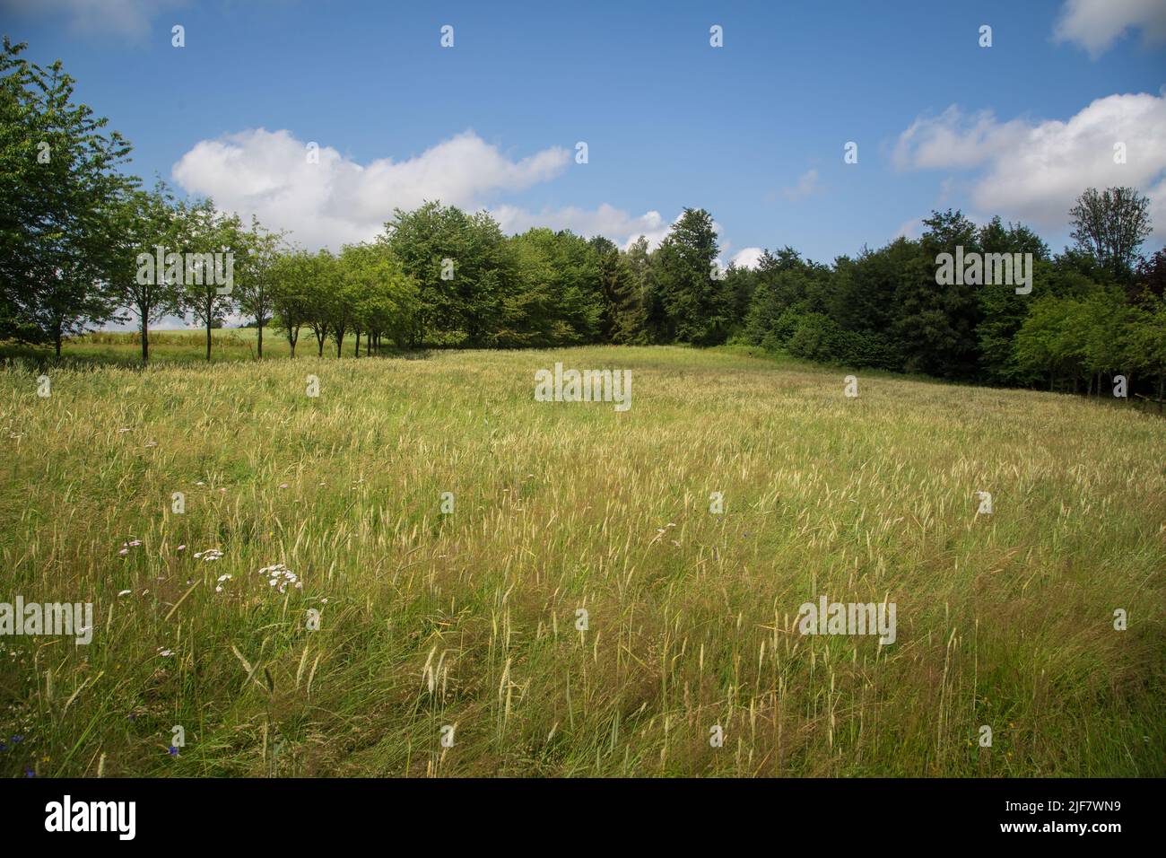 Cornfield in the summer, Waldviertel, Austria Stock Photo