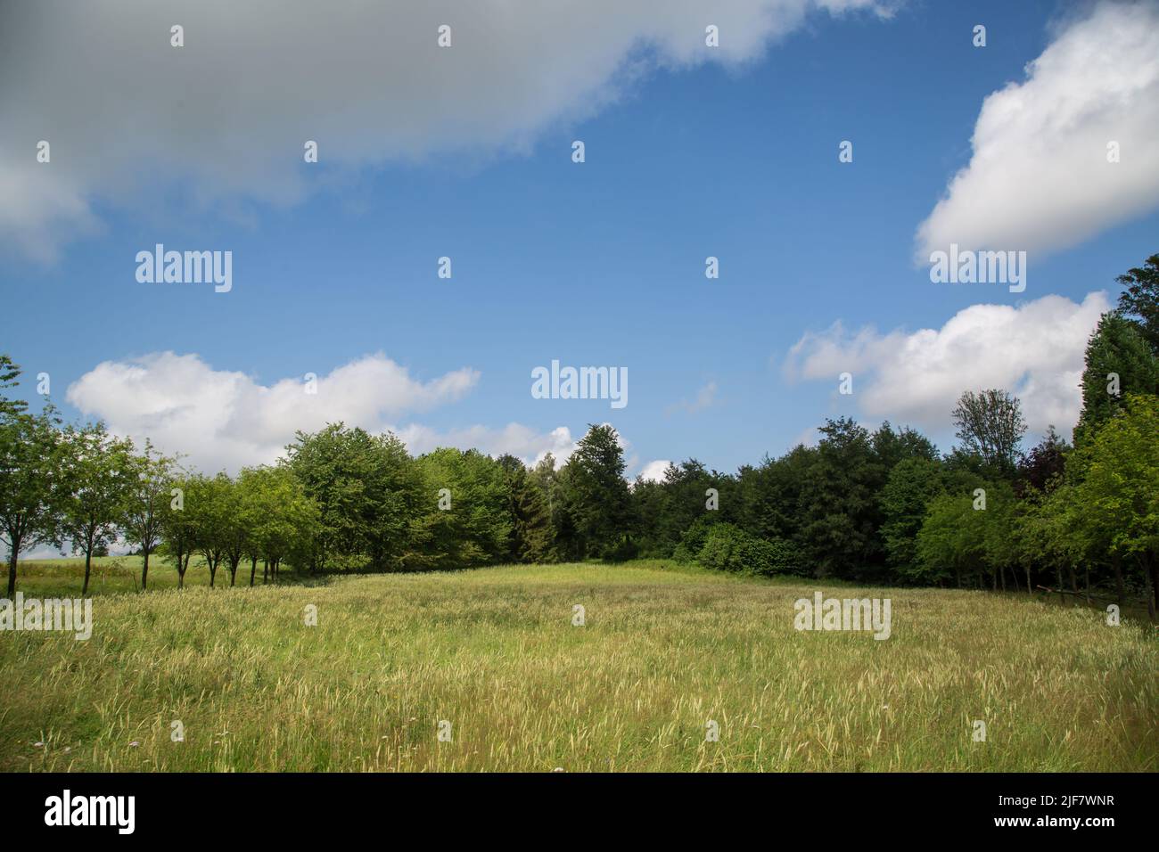 Cornfield in the summer, Waldviertel, Austria Stock Photo