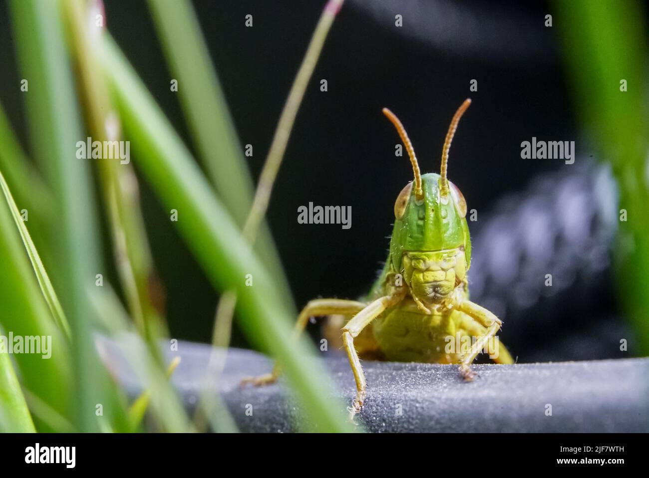 Common field grasshopper resting on camera bag Stock Photo