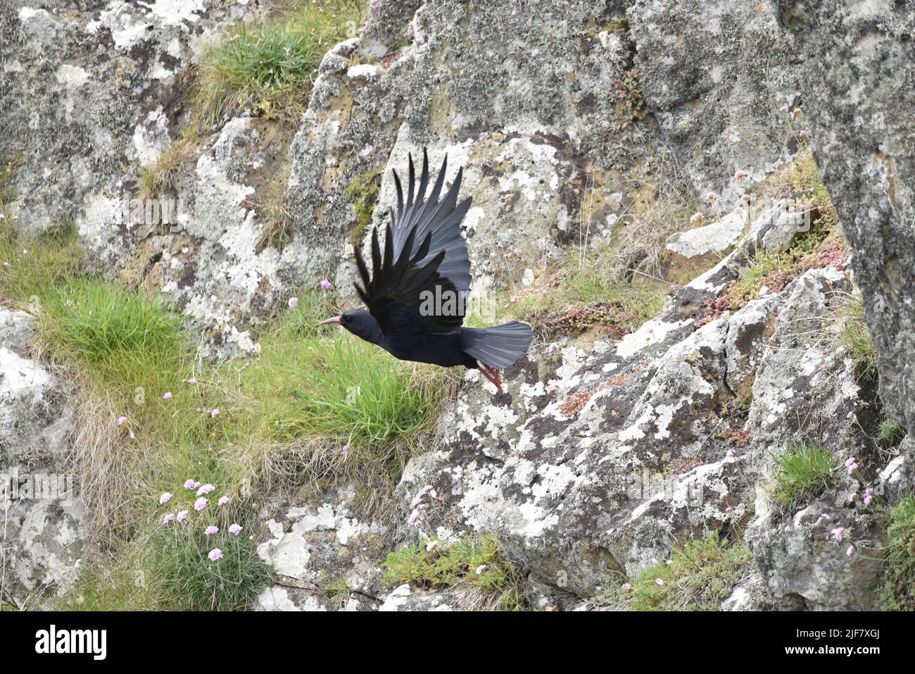 Red-Billed Chough (Pyrrhocorax pyrrhocorax) Taking Off From Rocks, with Wings Spread, Against a Rocky Background, on the Isle of Man, UK in June Stock Photo