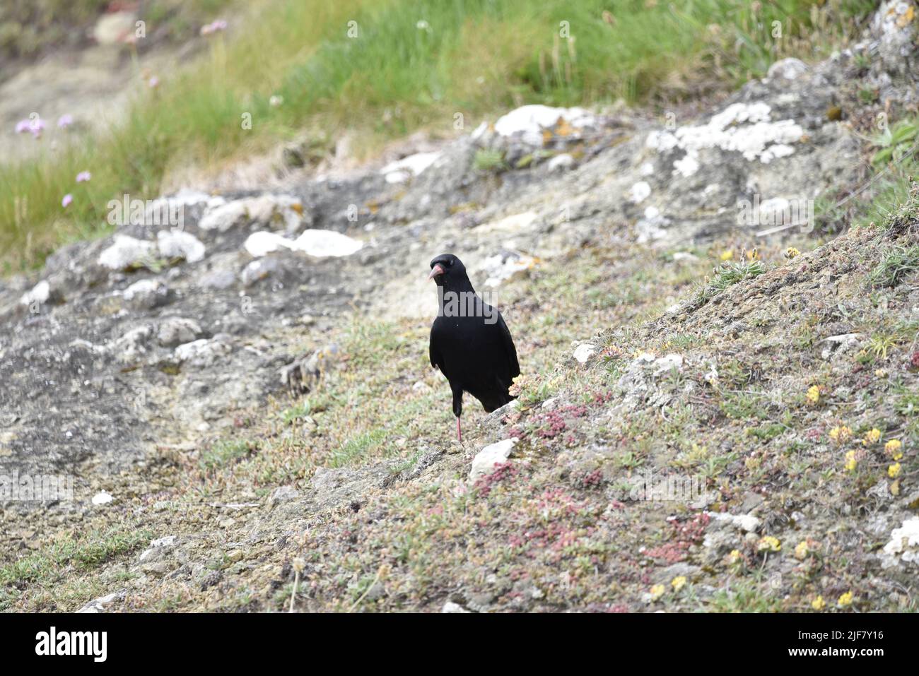 Close-Up Front-Facing Image of a Red-Billed Chough (Pyrrhocorax pyrrhocorax) Looking Quizzical, Standing on Rocks with Grass and Wildflower Background Stock Photo