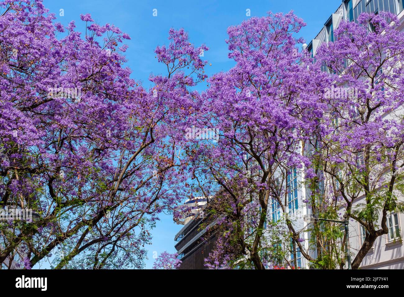 The city of Lisbon Jacarandas in flowers La ville de Lisbonne