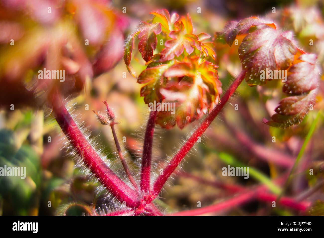 new green and brown leaves on red stems with a natural green background Stock Photo