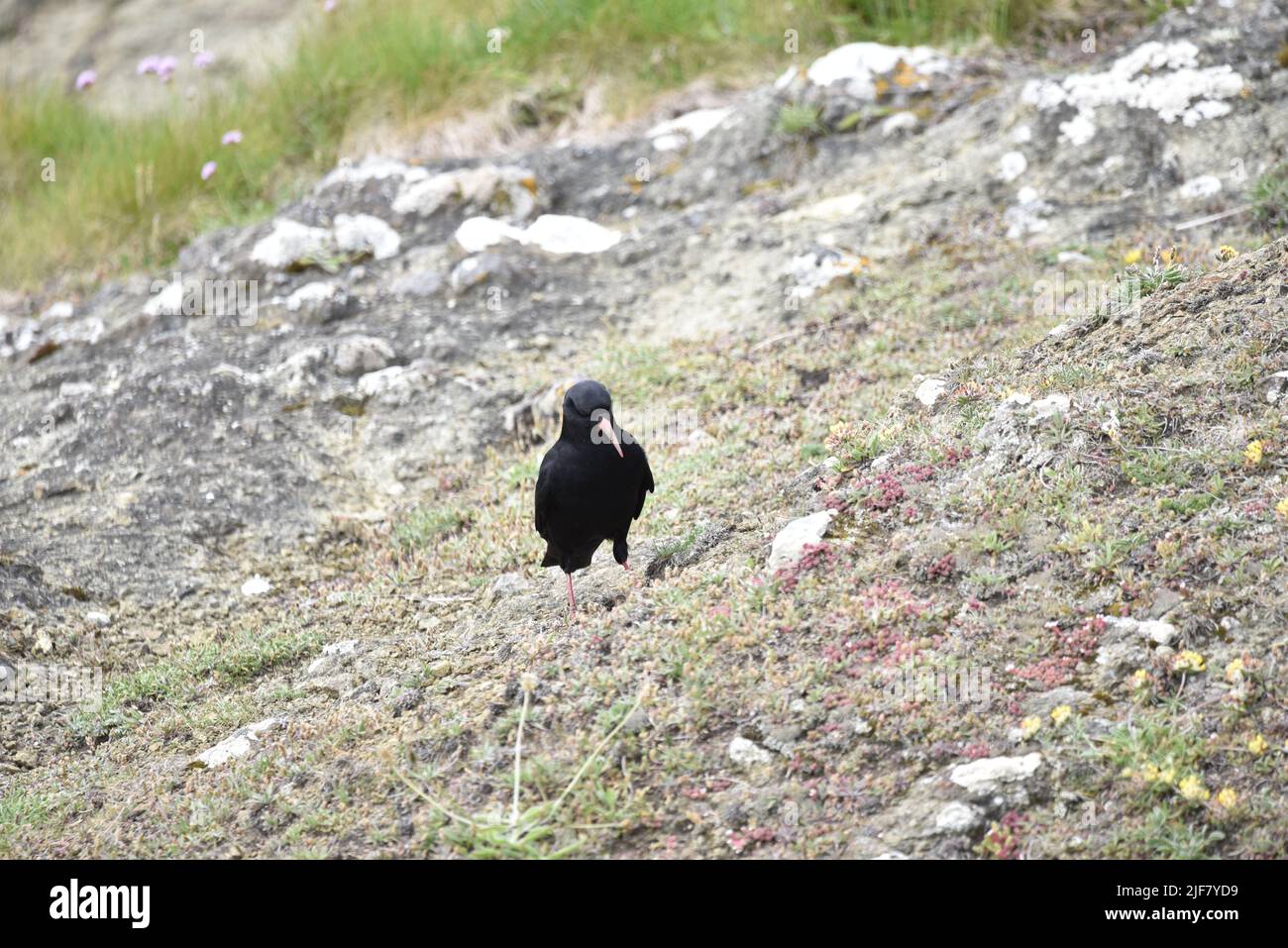Close-Up Facing Image of a Red-Billed Chough (Pyrrhocorax pyrrhocorax) Standing Middle Foreground on a Rock, with Head Tilted to Ground in June, UK Stock Photo