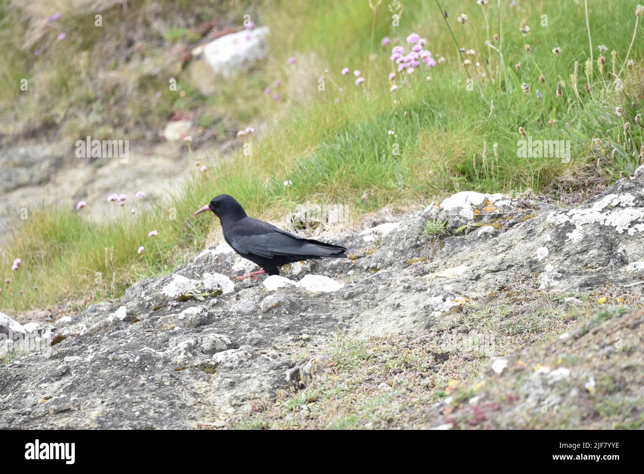 Left-Profile Foreground Image of a Red-Billed Chough (Pyrrhocorax pyrrhocorax) Walking, One Foot Forward, Over Rock Against a Grassy Rock Background Stock Photo