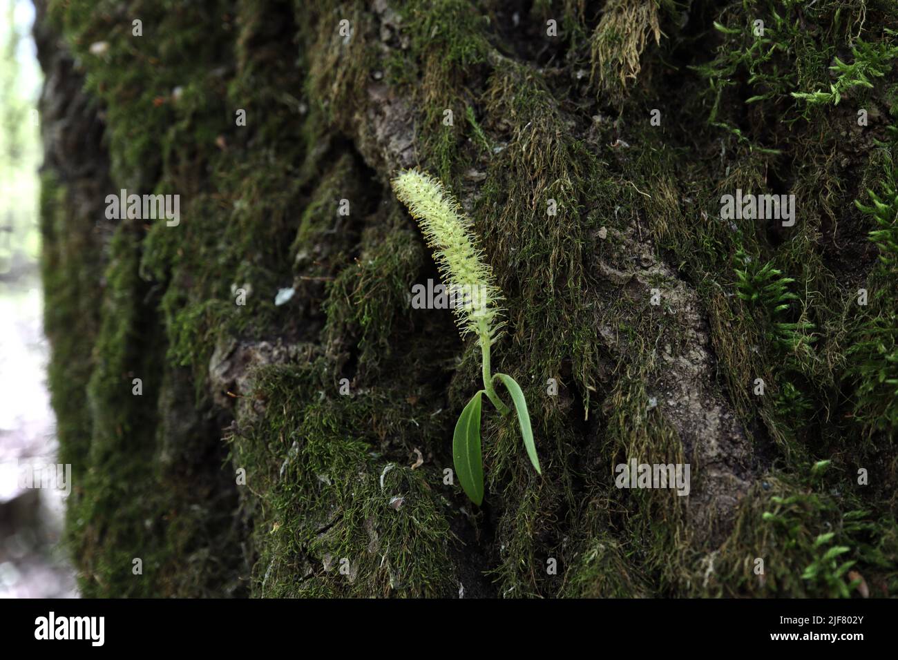 Branches grow from the tree in spring Stock Photo