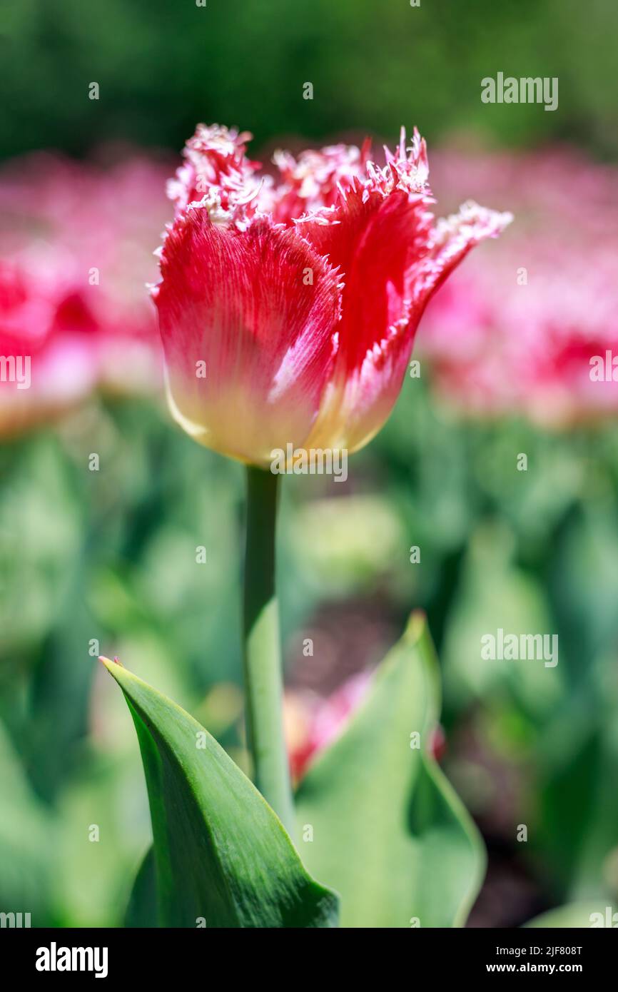 Flowers in the park on a sunny day. Garden with beautiful pink tulips in spring. Natural background. Stock Photo