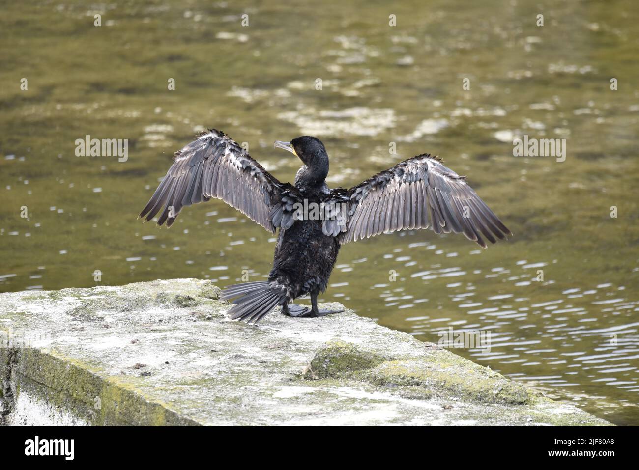 Close-Up Rear View of an Immature Great Cormorant (Phalacrocorax carbo) with Wings Open and Head Turned to Left, Standing on a Lake Concrete Platform Stock Photo