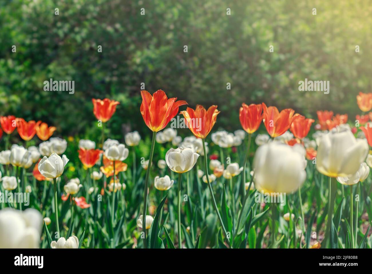 Natural spring background. Flowers in the park on a sunny day. Garden with beautiful red and white tulips. Stock Photo