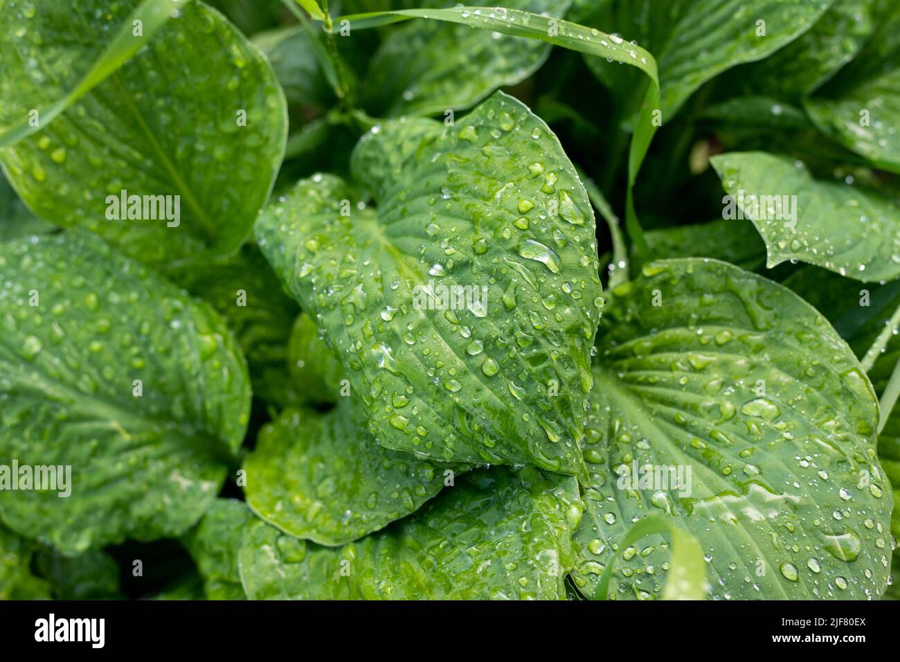 Raindrops on big green leaves Stock Photo