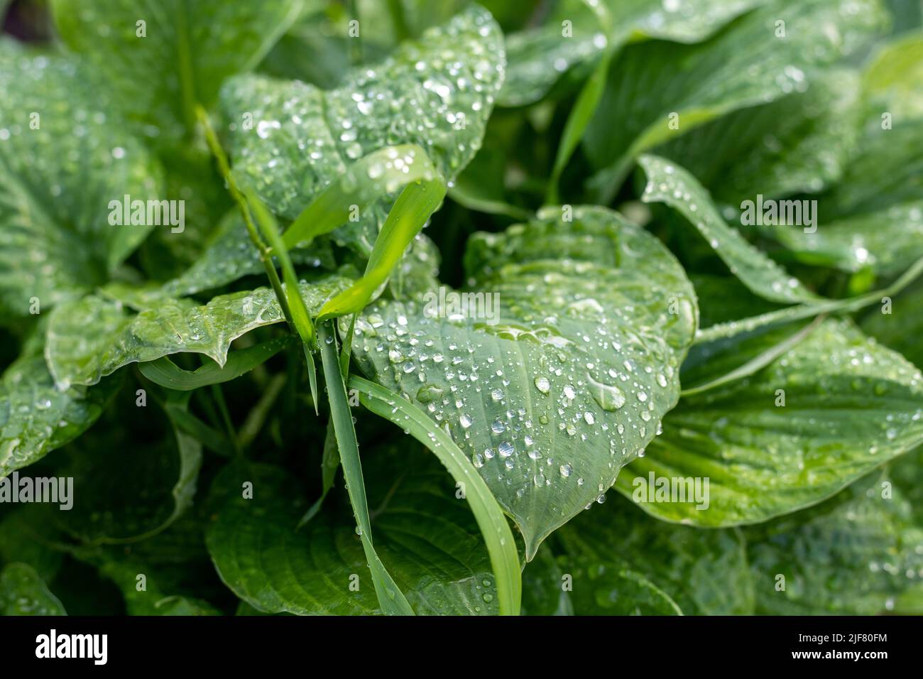 Raindrops on big green leaves Stock Photo