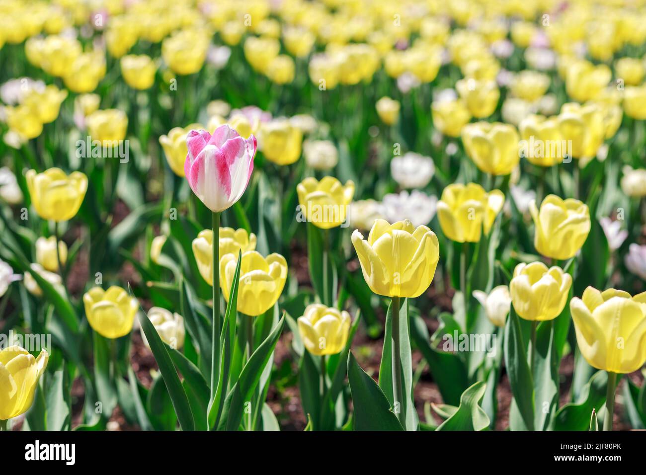 Flowers in the park on a sunny day. Garden with beautiful yellow tulips. Natural spring full frame background. Stock Photo