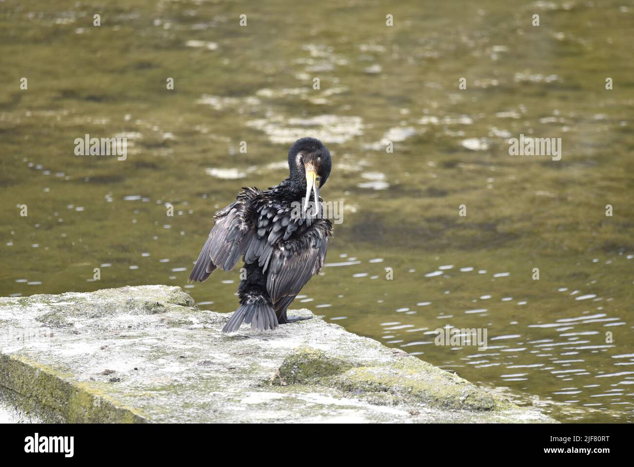 Close-Up Image of a Great Cormorant (Phalacrocorax carbo) Preening, with Head Facing Camera, Beak Open and Part-Open Wings on a Sunny Day in the UK Stock Photo
