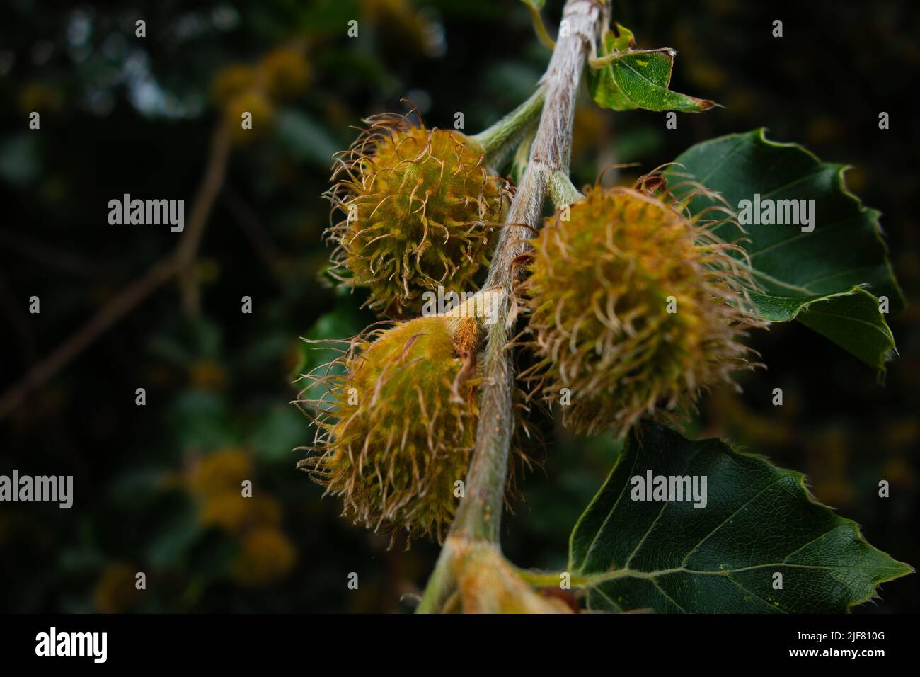 strange seed pods on a tree with natural green background Stock Photo