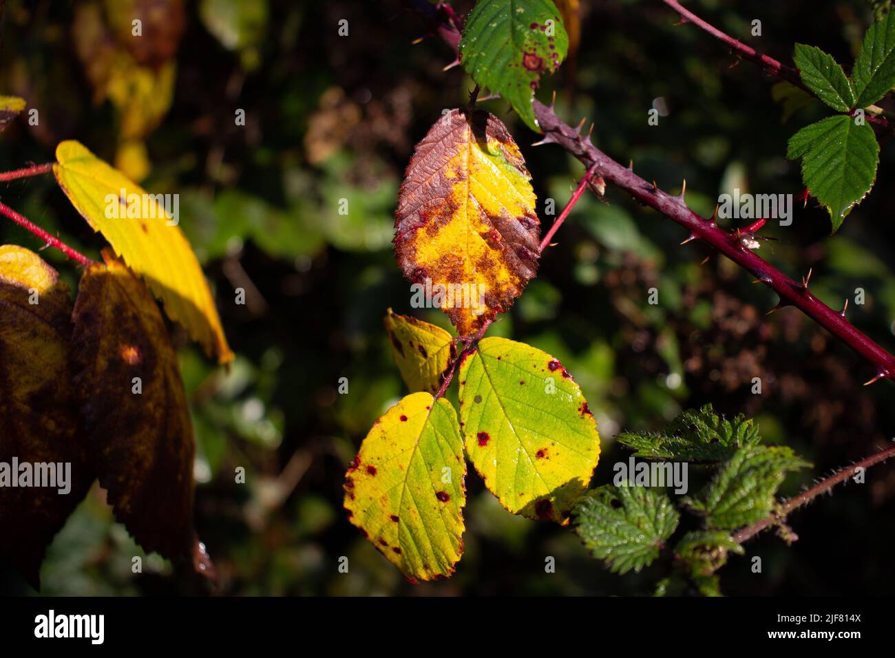 three autumn bramble leaves isolated on a natural green background Stock Photo