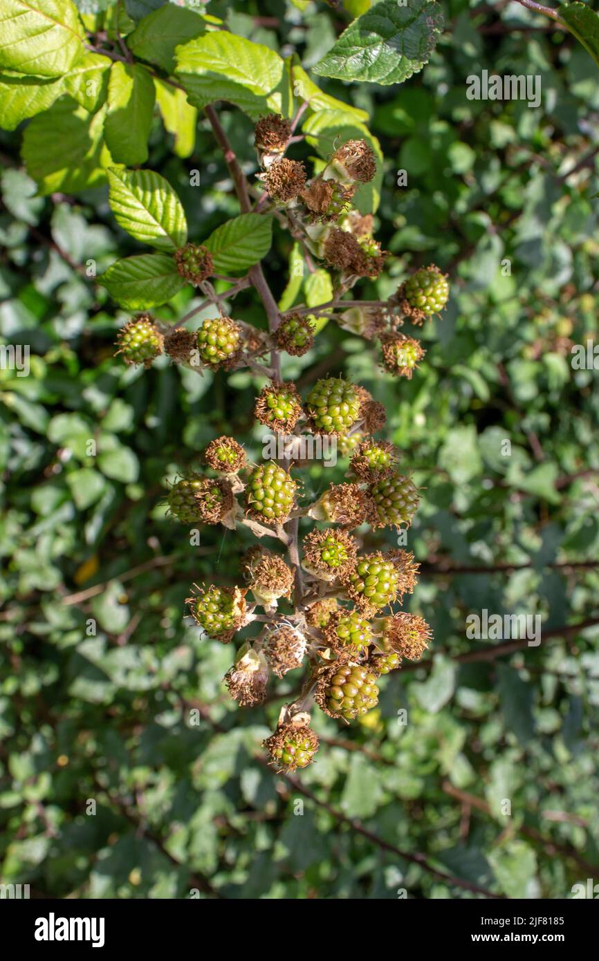 unripe fruit Blackberry (genus Rubus) isolated on a natural green hedge background Stock Photo