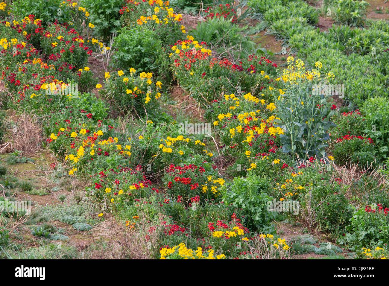 wallflower field production Stock Photo Alamy