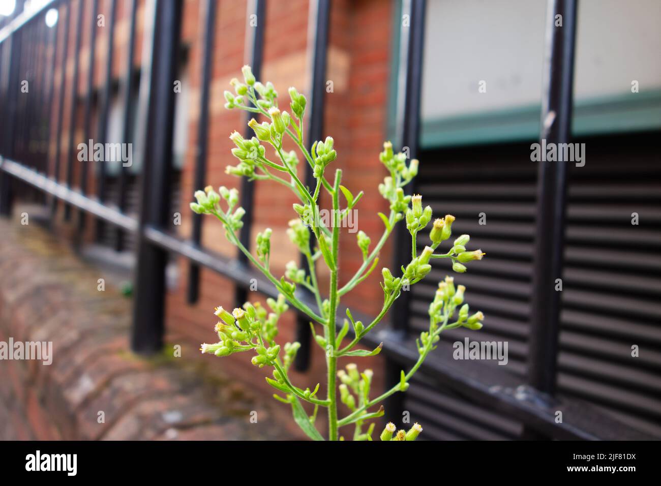 weed growing in the wall with black railings and a building in the background Stock Photo