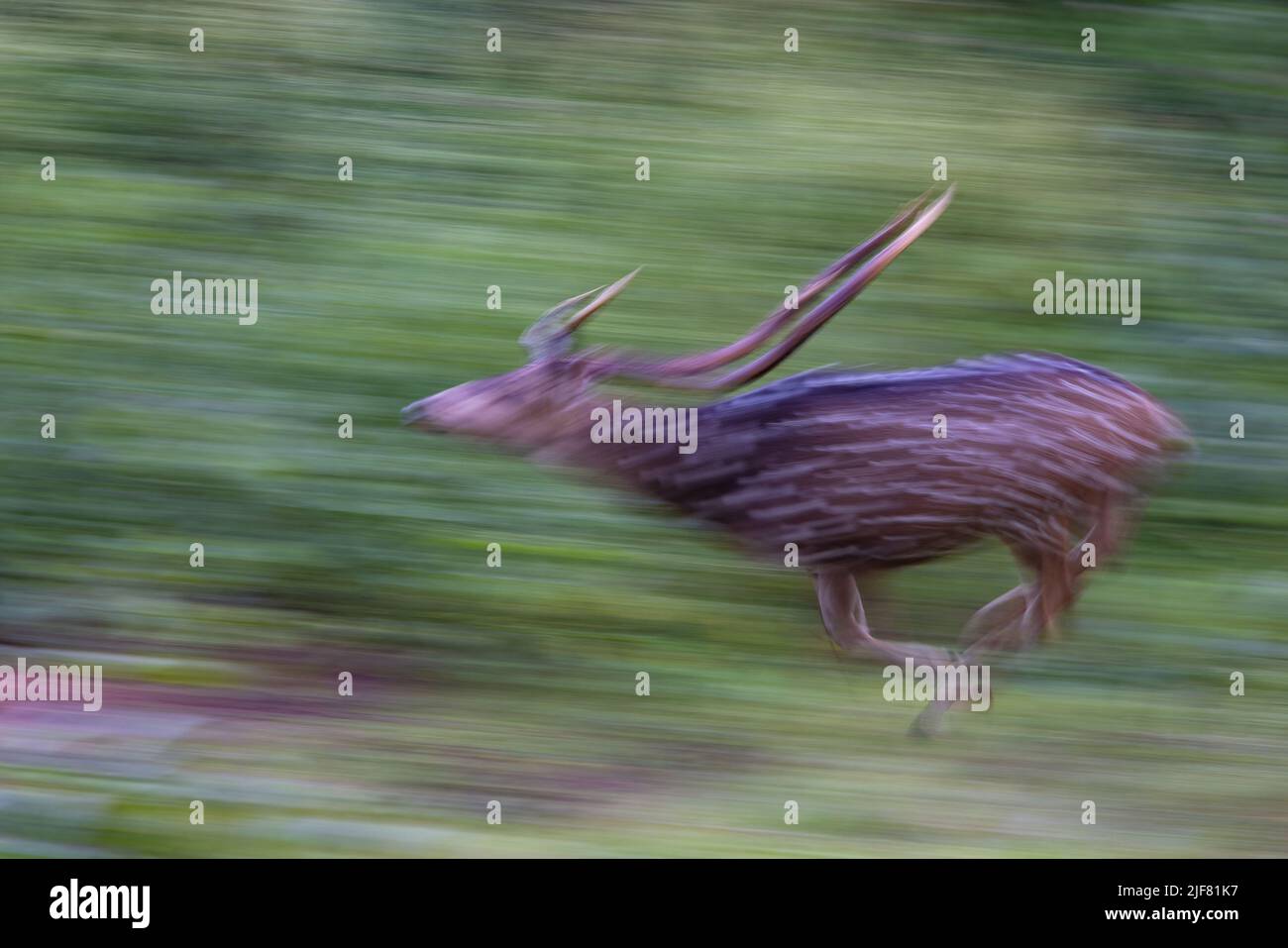 Abstract Image of a Spotted Deer Running Stock Photo