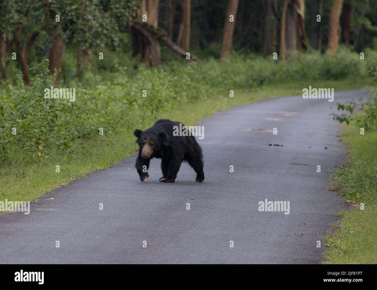 A Sloth Bear walking on the road that passes through Nagarhole National Park (Karnataka, India) Stock Photo