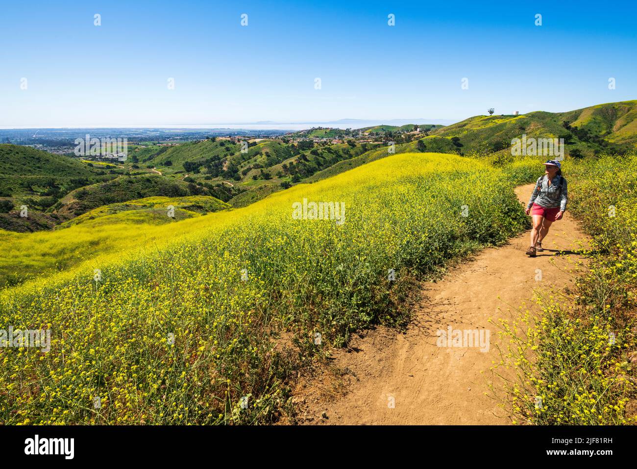 Woman hiking through wild mustard (Channel Islands visible), Harmon