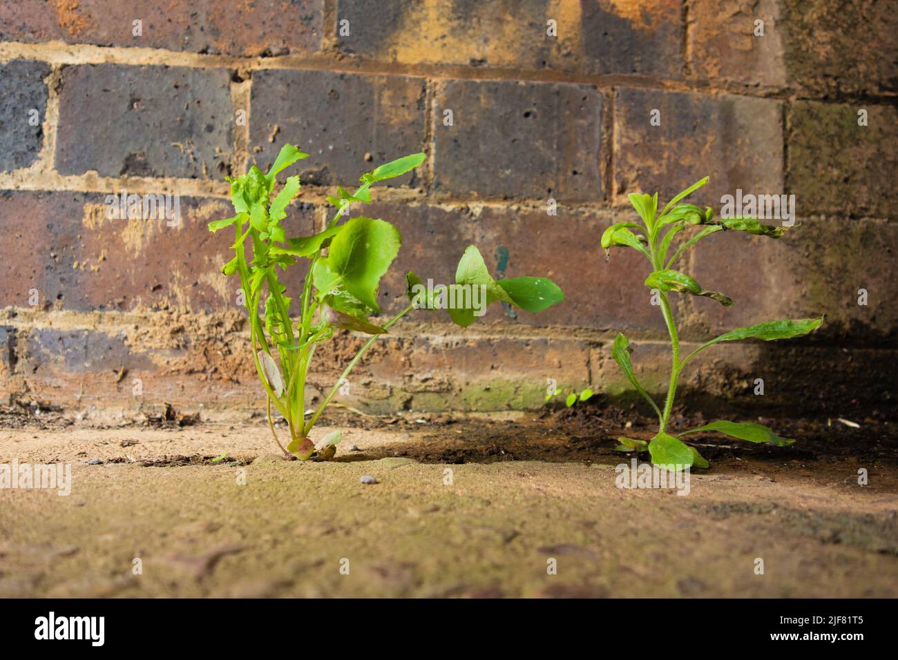 weeds growing between the brick wall and cement pavement Stock Photo ...