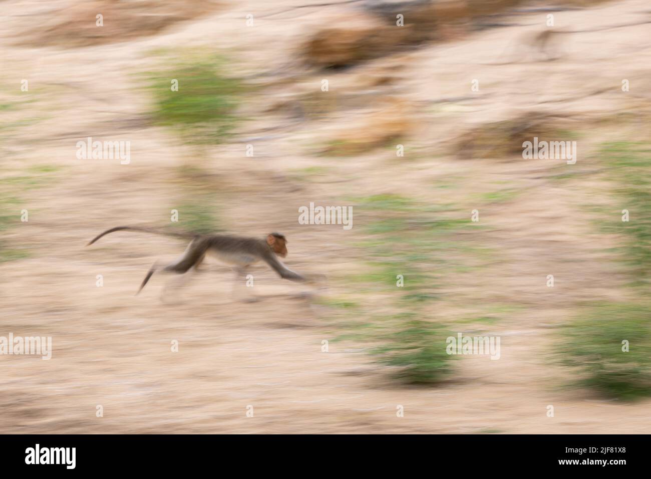 Abstract Image of a Bonnet Macaque Running (Photographed in Bheemeshwari, Karnataka) Stock Photo