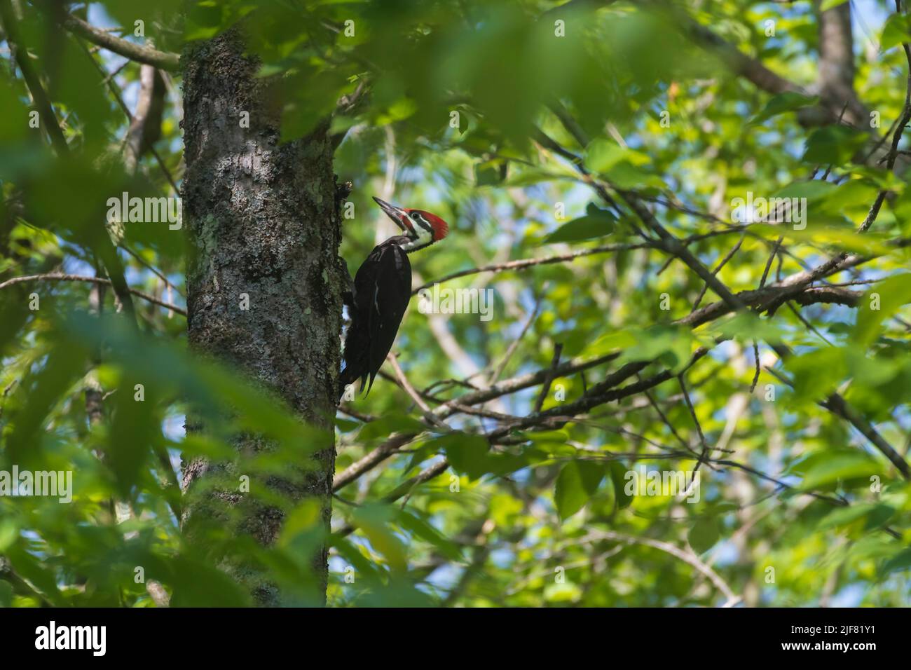 Pileated woodpecker, Dryocopus pileatus, largest North American woodpecker, male indicated by red line from bill to throat. Stock Photo