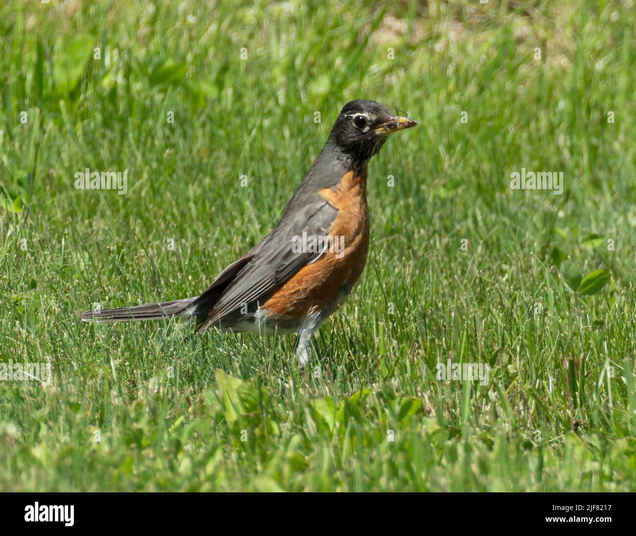 American Robin, Turdus migratorius, with captured insect.  The state bird of Connecticut, Michigan, and Wisconsin. Stock Photo