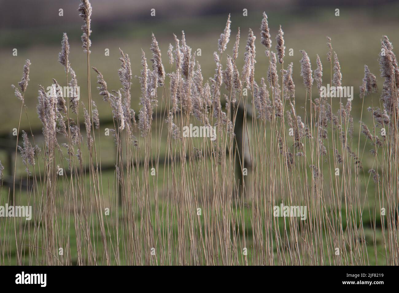 winter marsh grass with a fence and green field in the background Stock Photo
