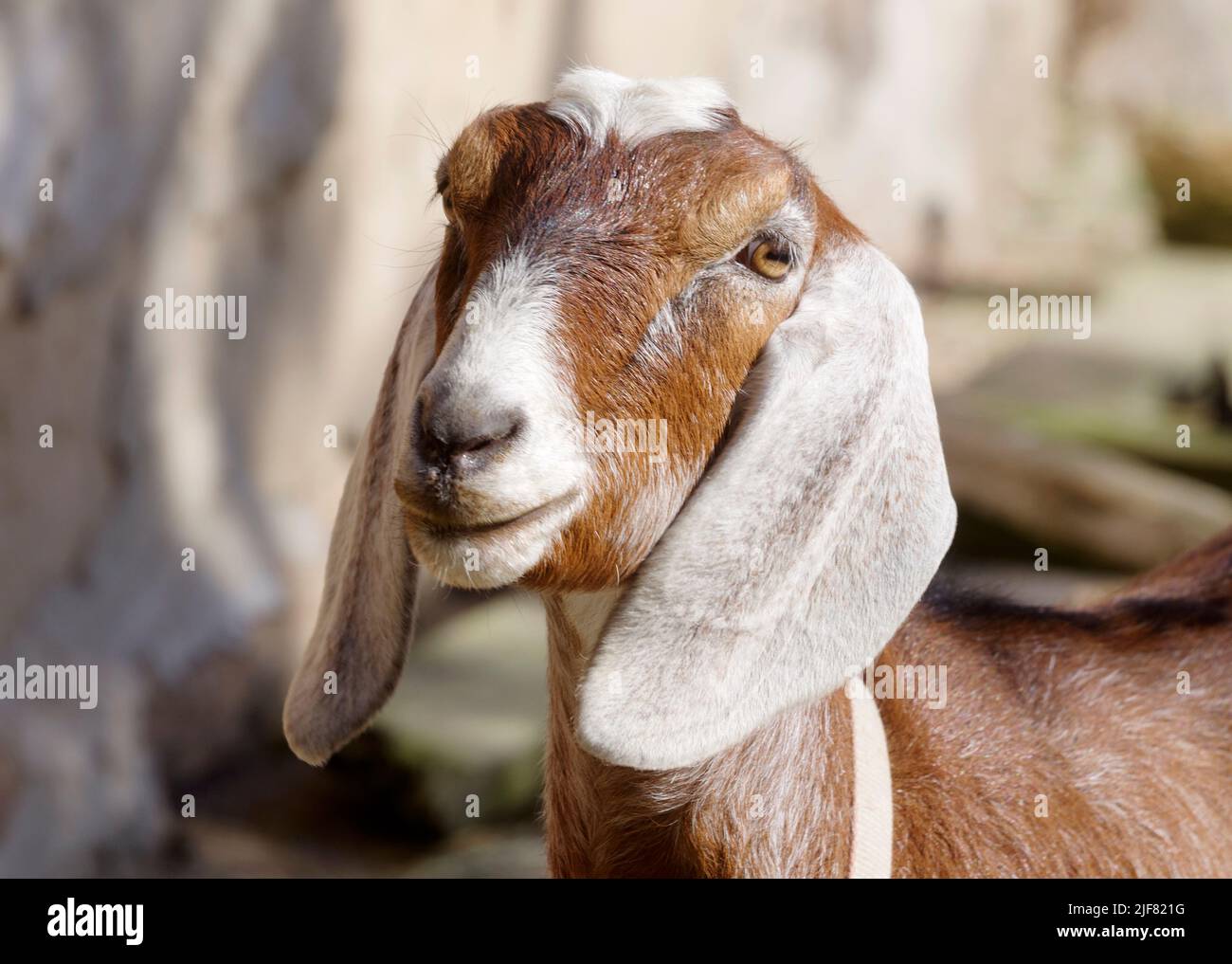 Nubian Goat, a popular pet and dairy goat breed in close up face photograph. Stock Photo