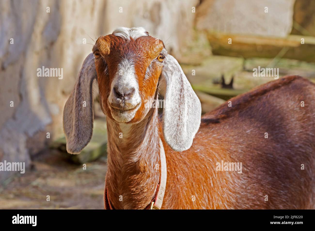 Nubian Goat, a popular pet and dairy goat breed. Stock Photo