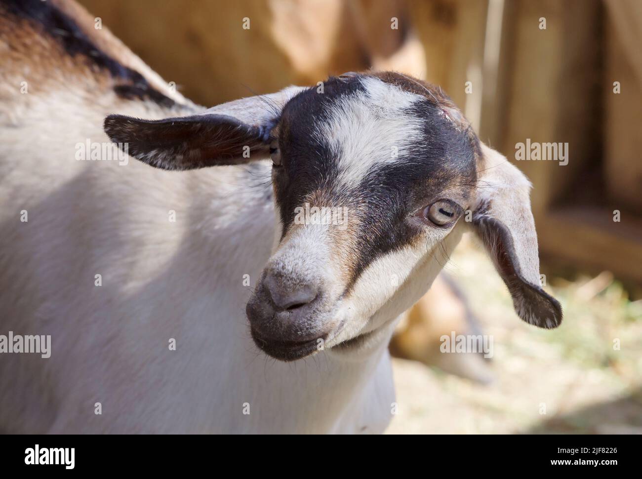 Nubian Goat kid, a popular pet and dairy goat breed in close up face photograph. Stock Photo