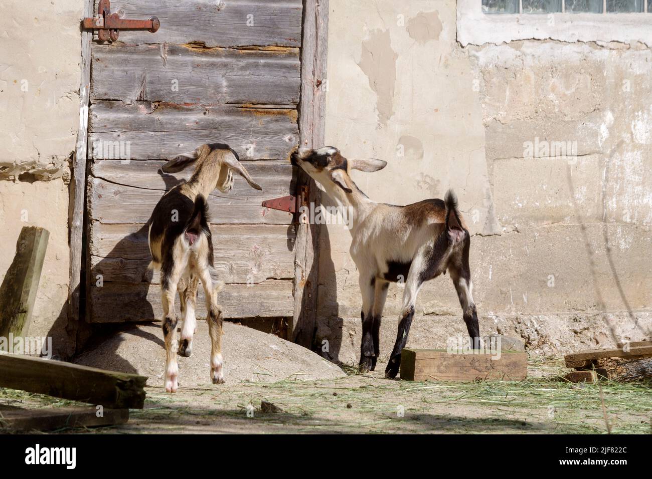 Two Nubian Goat kids, a popular pet and dairy goat breed by a rustic barn door. Stock Photo