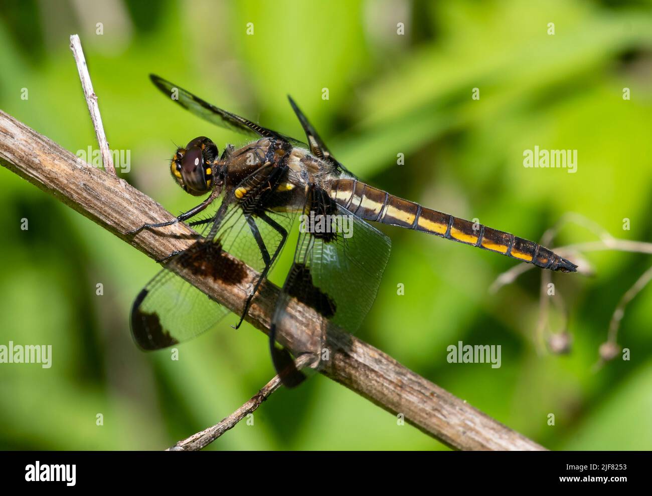Twelve spotted Skimmer dragonfly, Libellula pulchella, female perched on dead branch. Stock Photo