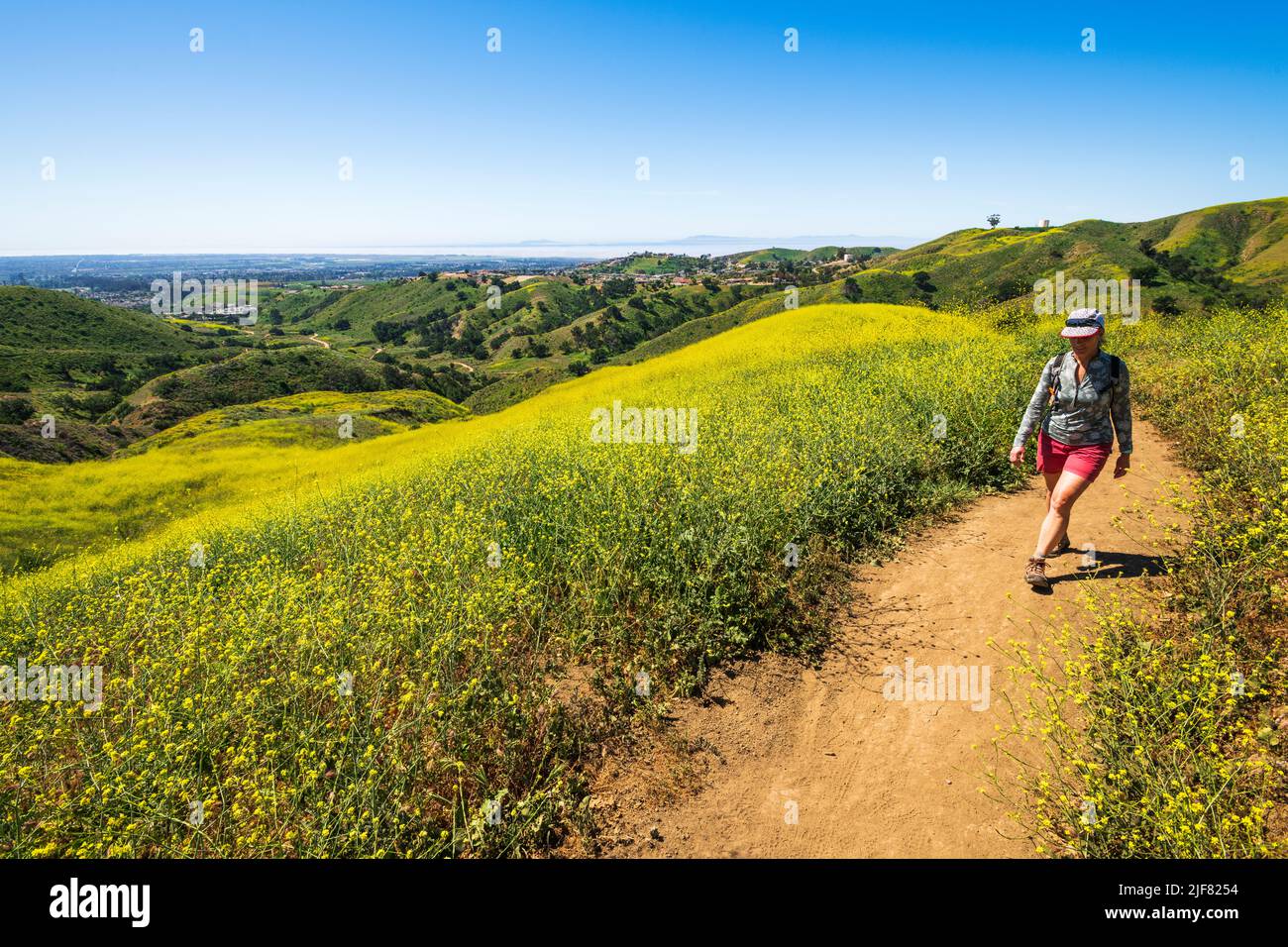Woman hiking through wild mustard (Channel Islands visible), Harmon Canyon Preserve, Ventura