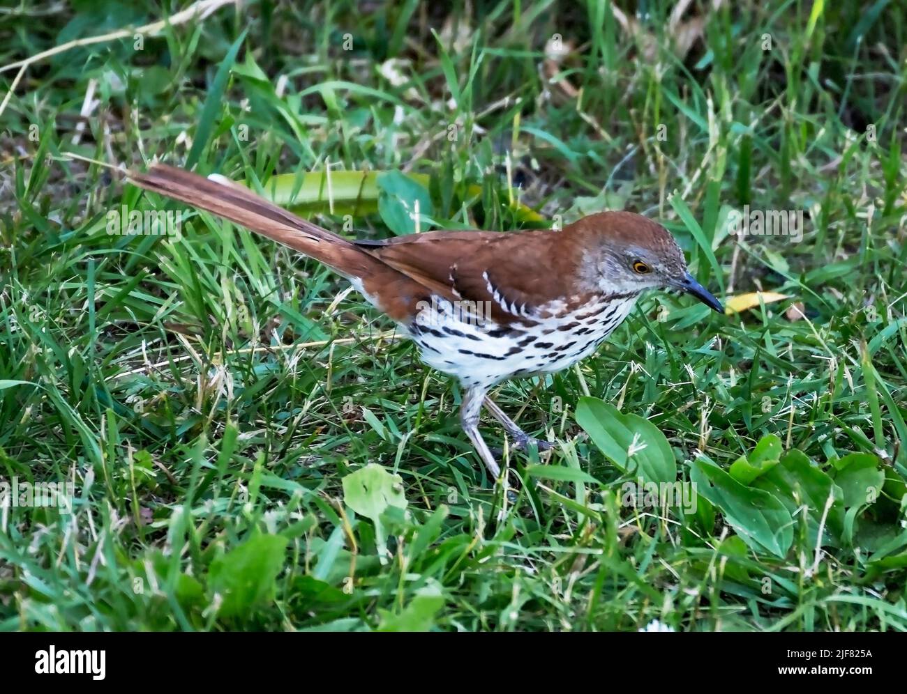 Brown Thrasher, Toxostoma rufum hunting  insects in grass. Stock Photo