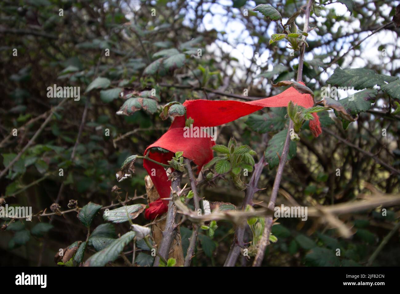 bright red ribbon caught on bramble thorns Stock Photo