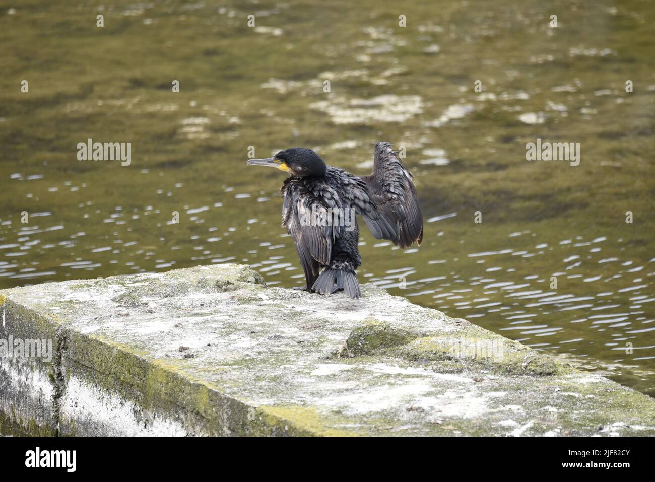 Immature Great Cormorant (Phalacrocorax carbo) Standing on the Edge of a Sunny Lake, with Right Wing Open, Left Wing Down, and Head in Left-Profile Stock Photo