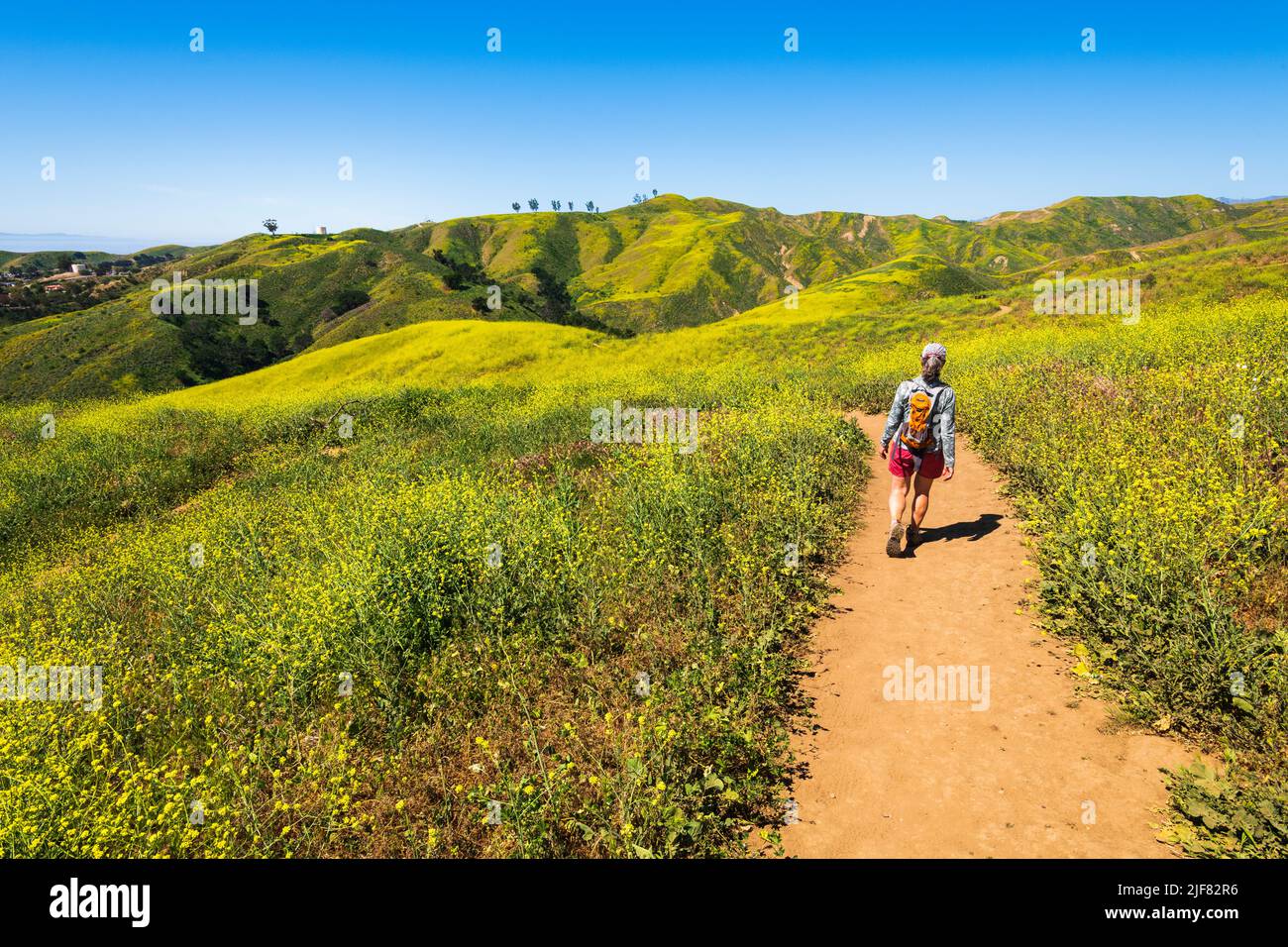 Woman hiking through wild mustard at Harmon Canyon Preserve, Ventura