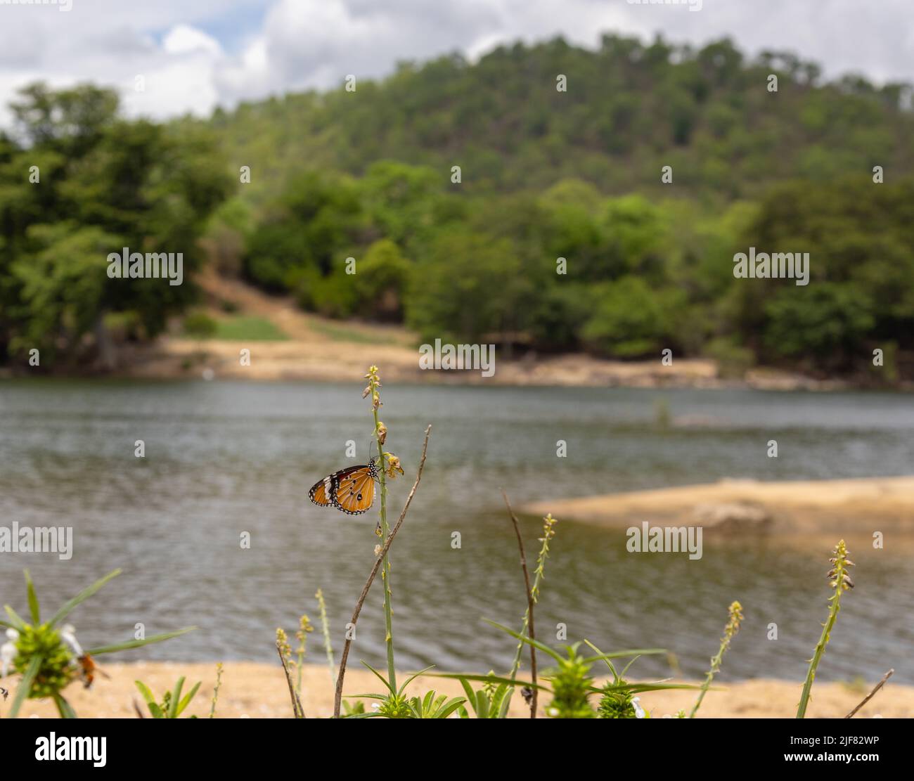 Wide Angle shot of a Plain Tiger Butterfly at the backdrop of Cauvery River (photographed in Bheemeshwari, Karnataka) Stock Photo