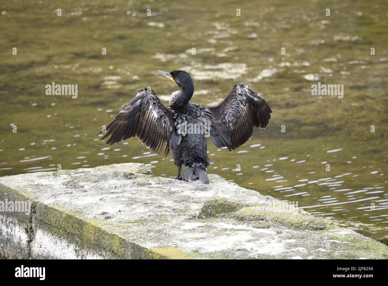 Back View of a Great Cormorant (Phalacrocorax carbo) with Wings Open Overlooking a Sunny Lake on the Isle of Man, UK in Spring Stock Photo