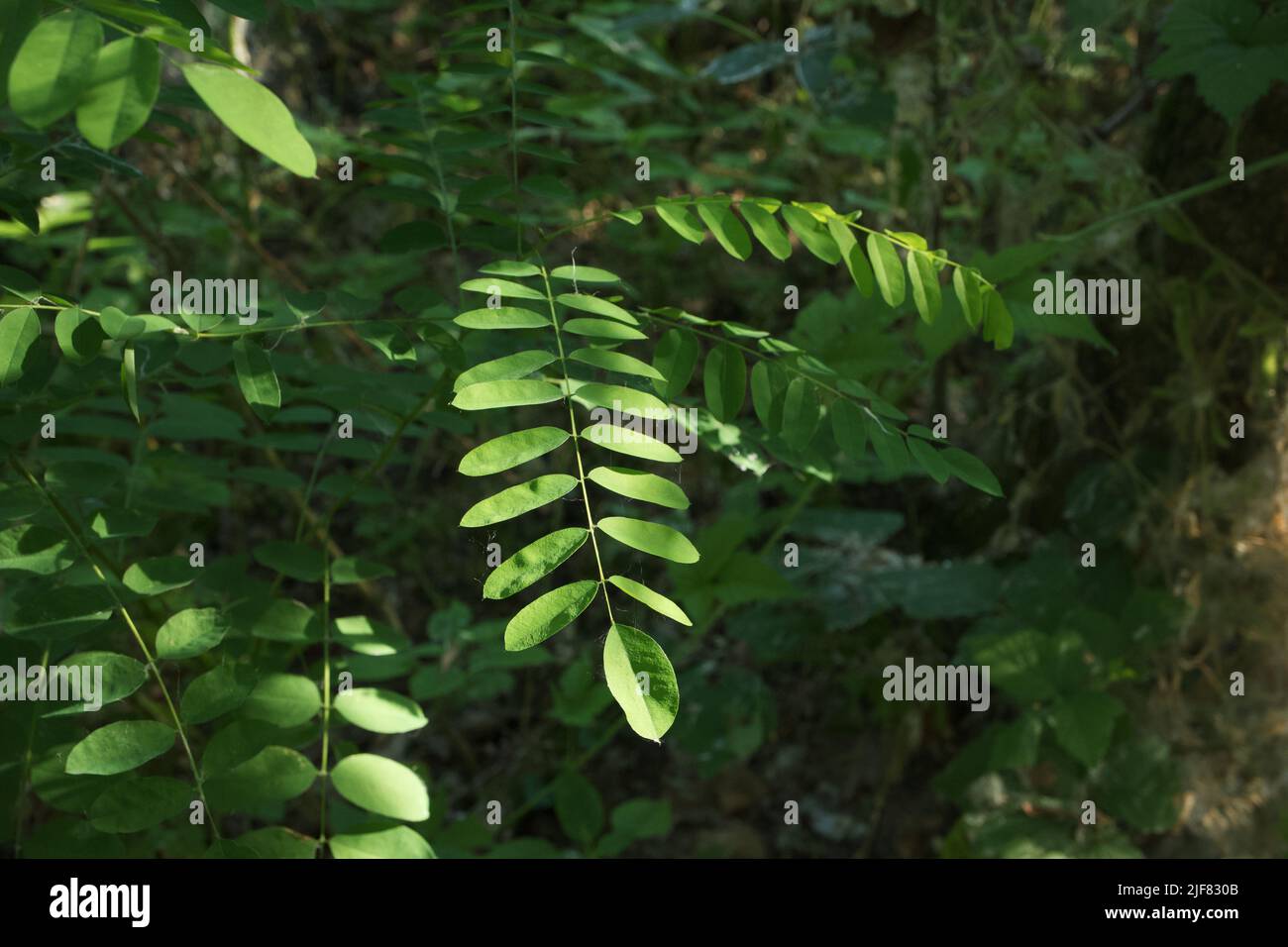 Robinia pseudoacacia leaves in the morning forest Stock Photo